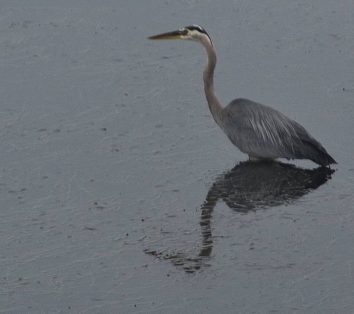 a heron sits in Netarts Bay